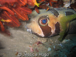 Puffer Fish by Jessica Hugo 
